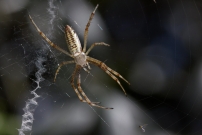 L'Argiope frelon ou Argiope fascie. Une femelle immature (Araneae - Araneidae - Argiope bruennichi)